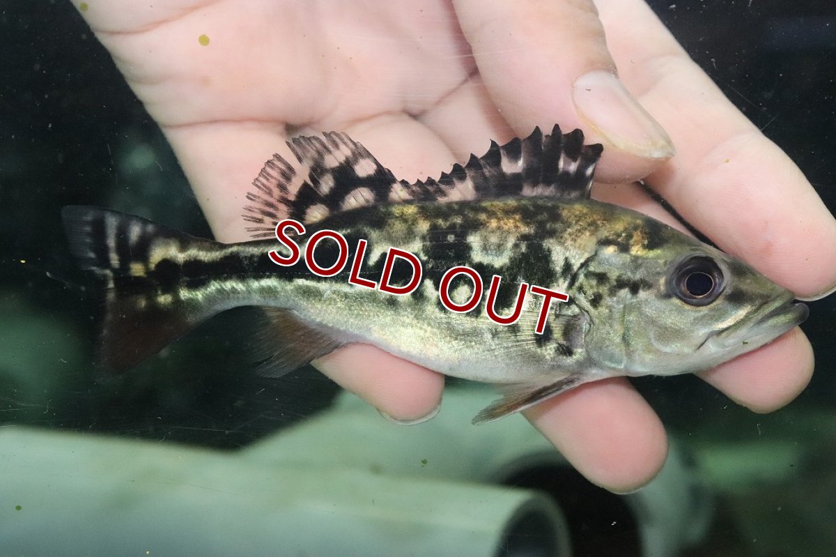 画像1: 【淡水魚】【通販】大きめ 柄あり キクラ ブロコポンド【1匹 サンプル画像】(±12cm)(大型魚)(生体)(熱帯魚)NKO (1)