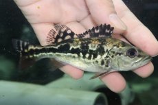 画像1: 【淡水魚】【通販】大きめ 柄あり キクラ ブロコポンド【1匹 サンプル画像】(±12cm)(大型魚)(生体)(熱帯魚)NKO (1)