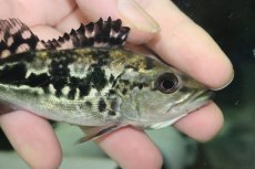 画像2: 【淡水魚】【通販】大きめ 柄あり キクラ ブロコポンド【1匹 サンプル画像】(±12cm)(大型魚)(生体)(熱帯魚)NKO (2)