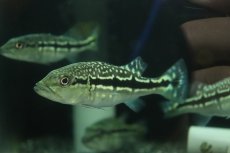 画像1: 【淡水魚】【通販】大きめ 柄あり キクラ メラニアエ【1匹 サンプル画像】(±8-9cm)(大型魚)(生体)(熱帯魚)NKO (1)
