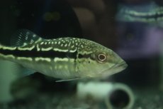 画像2: 【淡水魚】【通販】大きめ 柄あり キクラ メラニアエ【1匹 サンプル画像】(±8-9cm)(大型魚)(生体)(熱帯魚)NKO (2)