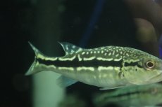 画像3: 【淡水魚】【通販】大きめ 柄あり キクラ メラニアエ【1匹 サンプル画像】(±8-9cm)(大型魚)(生体)(熱帯魚)NKO (3)