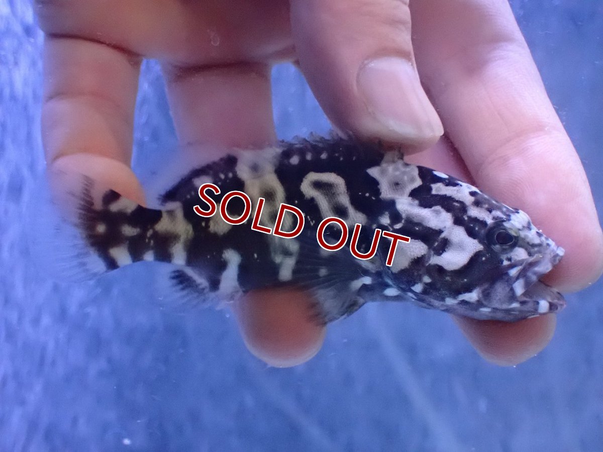 画像1: 【淡水魚】【通販】珍種 淡水 タイガージャイアントグルーパー【1匹 サンプル画像】(±7cm)(大型魚)(生体)(熱帯魚)NKO (1)