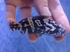 画像1: 【淡水魚】【通販】珍種 淡水 タイガージャイアントグルーパー【1匹 サンプル画像】(±7cm)(大型魚)(生体)(熱帯魚)NKO (1)