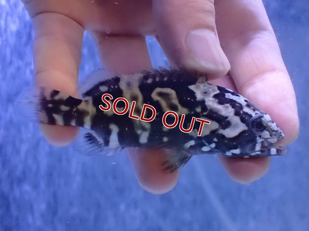 画像2: 【淡水魚】【通販】珍種 淡水 タイガージャイアントグルーパー【1匹 サンプル画像】(±7cm)(大型魚)(生体)(熱帯魚)NKO (2)