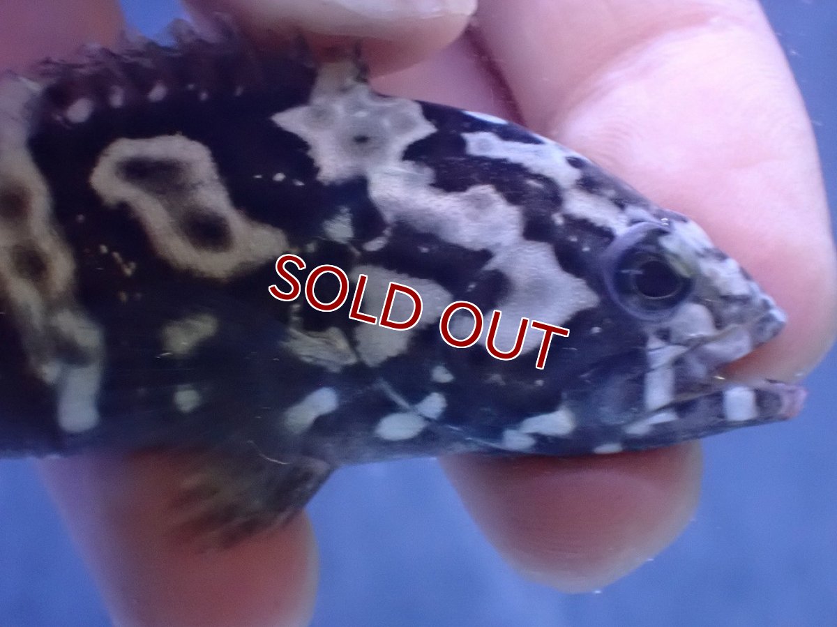 画像3: 【淡水魚】【通販】珍種 淡水 タイガージャイアントグルーパー【1匹 サンプル画像】(±7cm)(大型魚)(生体)(熱帯魚)NKO (3)