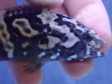 画像3: 【淡水魚】【通販】珍種 淡水 タイガージャイアントグルーパー【1匹 サンプル画像】(±7cm)(大型魚)(生体)(熱帯魚)NKO (3)