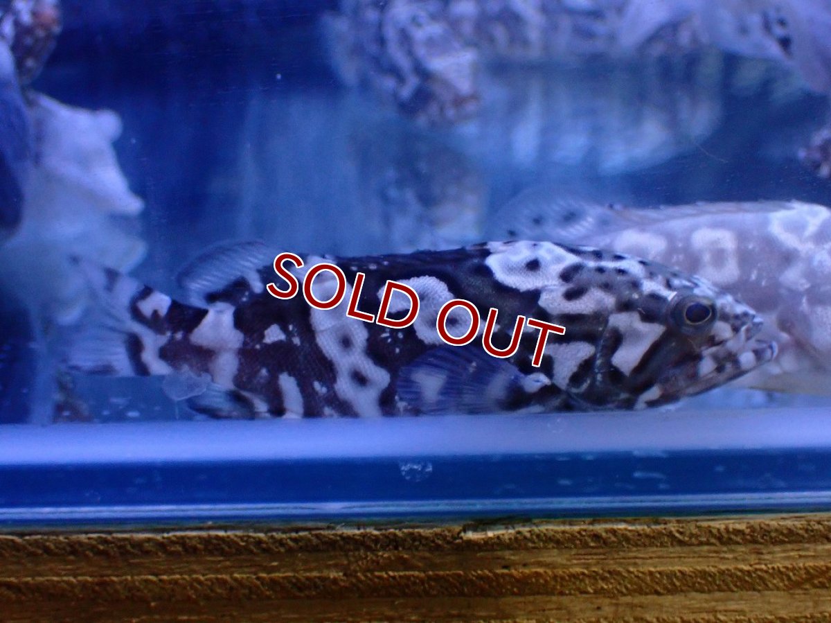 画像4: 【淡水魚】【通販】珍種 淡水 タイガージャイアントグルーパー【1匹 サンプル画像】(±7cm)(大型魚)(生体)(熱帯魚)NKO (4)