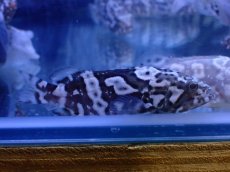 画像4: 【淡水魚】【通販】珍種 淡水 タイガージャイアントグルーパー【1匹 サンプル画像】(±7cm)(大型魚)(生体)(熱帯魚)NKO (4)