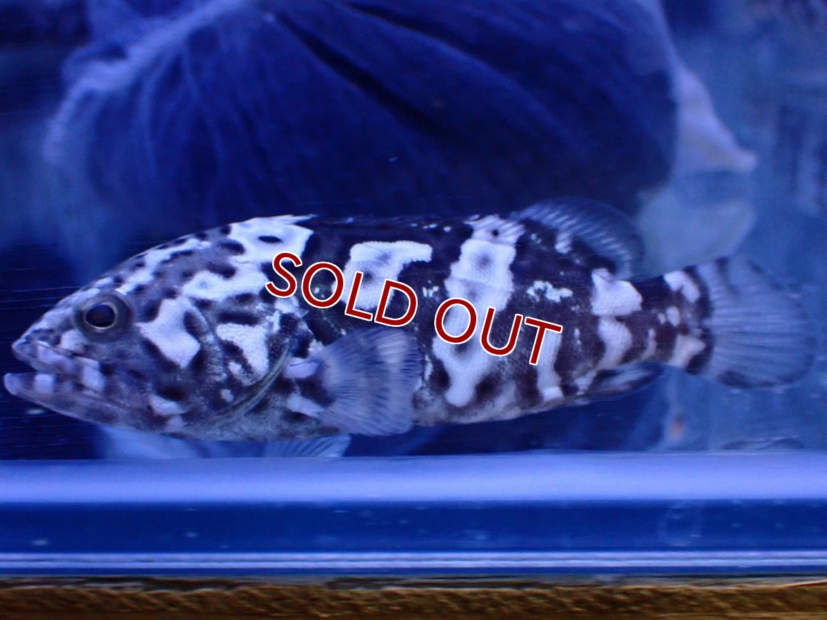 画像5: 【淡水魚】【通販】珍種 淡水 タイガージャイアントグルーパー【1匹 サンプル画像】(±7cm)(大型魚)(生体)(熱帯魚)NKO (5)