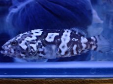 画像5: 【淡水魚】【通販】珍種 淡水 タイガージャイアントグルーパー【1匹 サンプル画像】(±7cm)(大型魚)(生体)(熱帯魚)NKO (5)