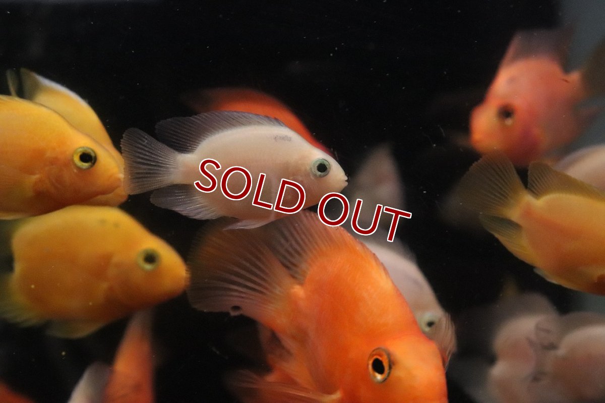画像1: 【淡水魚】【通販】特価 ホワイトパロット【１匹 サンプル画像】(大型魚)(生体)(熱帯魚)NKO (1)