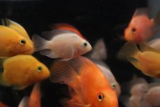 画像1: 【淡水魚】【通販】特価 ホワイトパロット【１匹 サンプル画像】(大型魚)(生体)(熱帯魚)NKO (1)