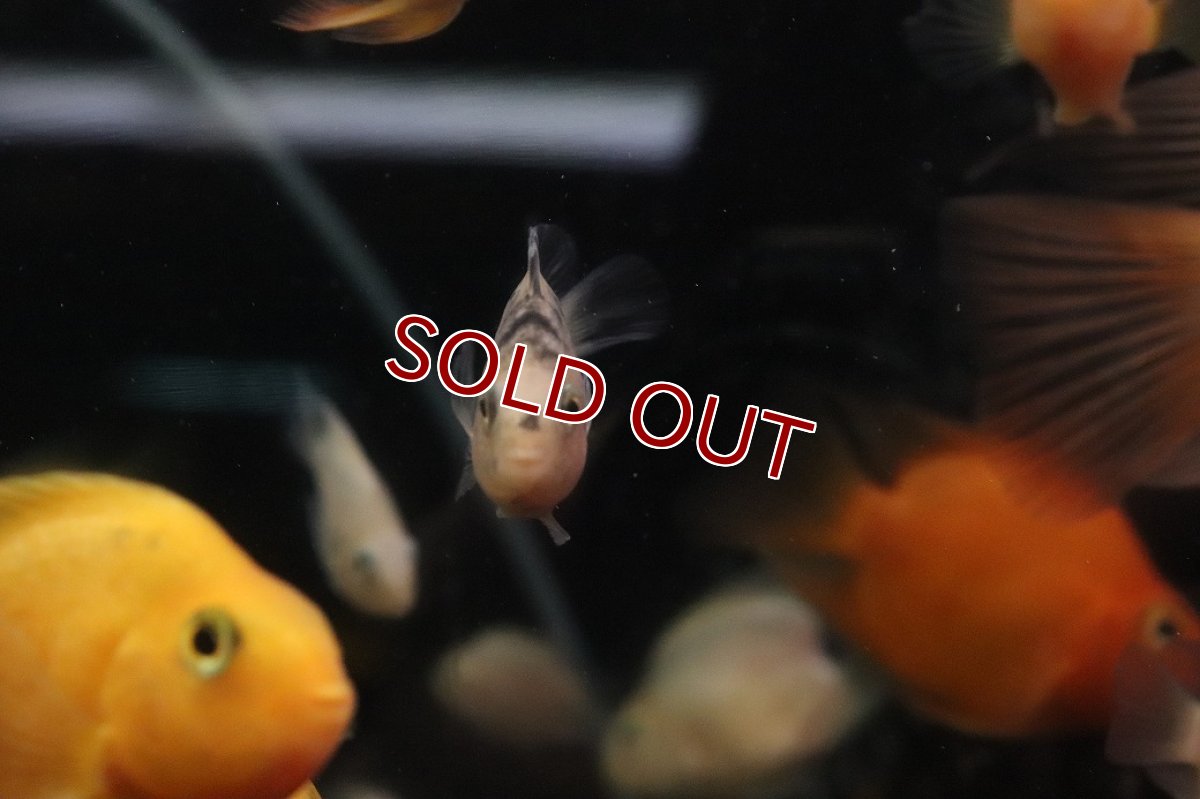 画像2: 【淡水魚】【通販】特価 ホワイトパロット【１匹 サンプル画像】(大型魚)(生体)(熱帯魚)NKO (2)