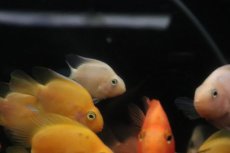 画像3: 【淡水魚】【通販】特価 ホワイトパロット【１匹 サンプル画像】(大型魚)(生体)(熱帯魚)NKO (3)