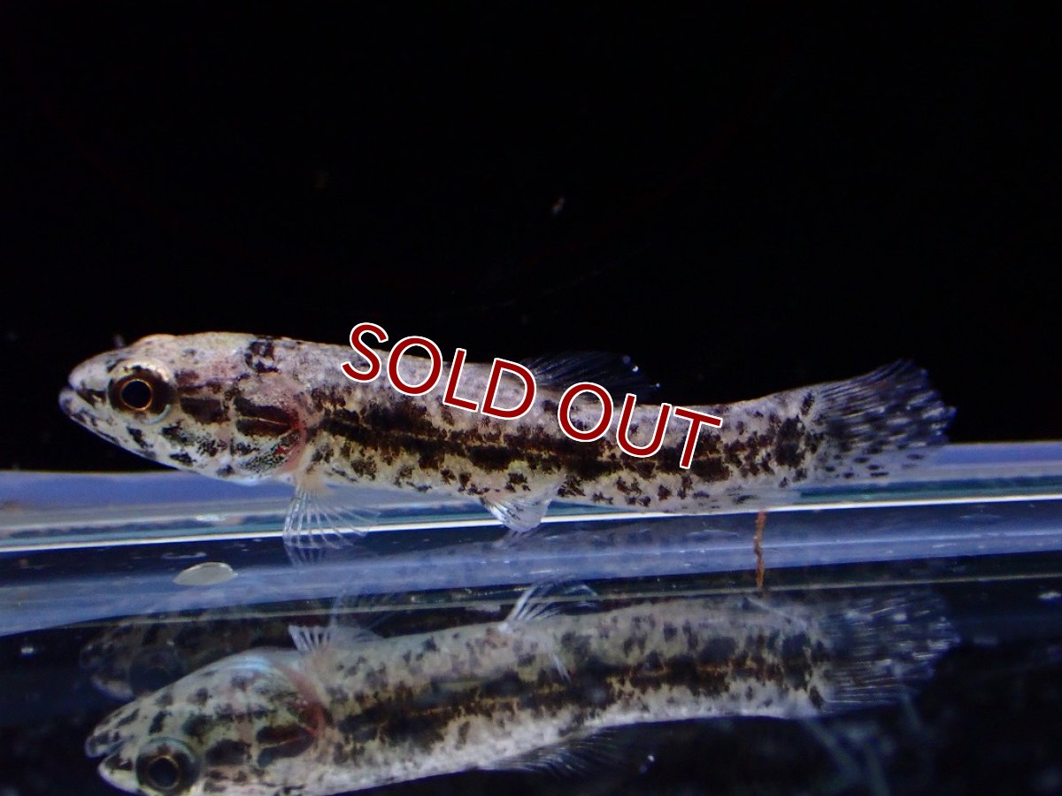 画像1: 【淡水魚】【通販】新産地ウルグアイタライロンHoplias Lacerdaeリオジュファリ産ワイルド【１匹 サンプル画像】(生体)(熱帯魚)NKO (1)