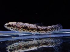 画像1: 【淡水魚】【通販】新産地ウルグアイタライロンHoplias Lacerdaeリオジュファリ産ワイルド【１匹 サンプル画像】(生体)(熱帯魚)NKO (1)