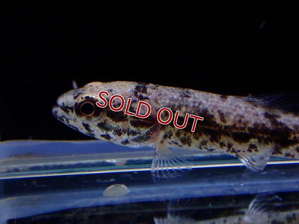 画像2: 【淡水魚】【通販】新産地ウルグアイタライロンHoplias Lacerdaeリオジュファリ産ワイルド【１匹 サンプル画像】(生体)(熱帯魚)NKO (2)