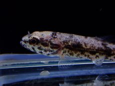 画像2: 【淡水魚】【通販】新産地ウルグアイタライロンHoplias Lacerdaeリオジュファリ産ワイルド【１匹 サンプル画像】(生体)(熱帯魚)NKO (2)