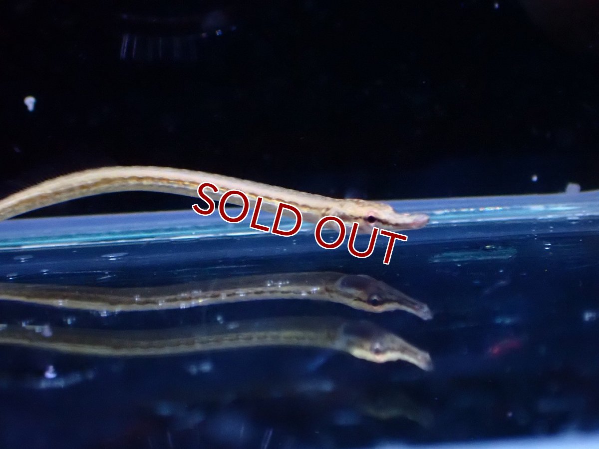 画像1: 【10%OFF対象商品30周年セール】【淡水魚】【通販】パイプフィッシュ タイ産【1匹 サンプル画像】(パイプフィッシュ)(生体)(熱帯魚)NK (1)