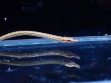 画像1: 【淡水魚】【通販】パイプフィッシュ タイ産【1匹 サンプル画像】(パイプフィッシュ)(生体)(熱帯魚)NK (1)