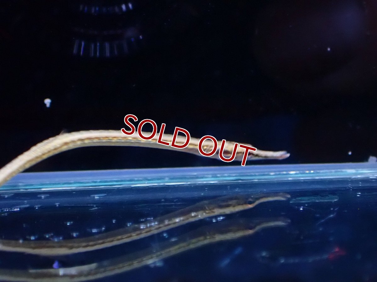 画像2: 【10%OFF対象商品30周年セール】【淡水魚】【通販】パイプフィッシュ タイ産【1匹 サンプル画像】(パイプフィッシュ)(生体)(熱帯魚)NK (2)