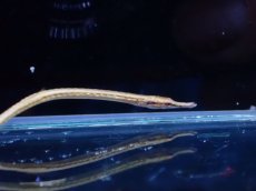 画像2: 【淡水魚】【通販】パイプフィッシュ タイ産【1匹 サンプル画像】(パイプフィッシュ)(生体)(熱帯魚)NK (2)