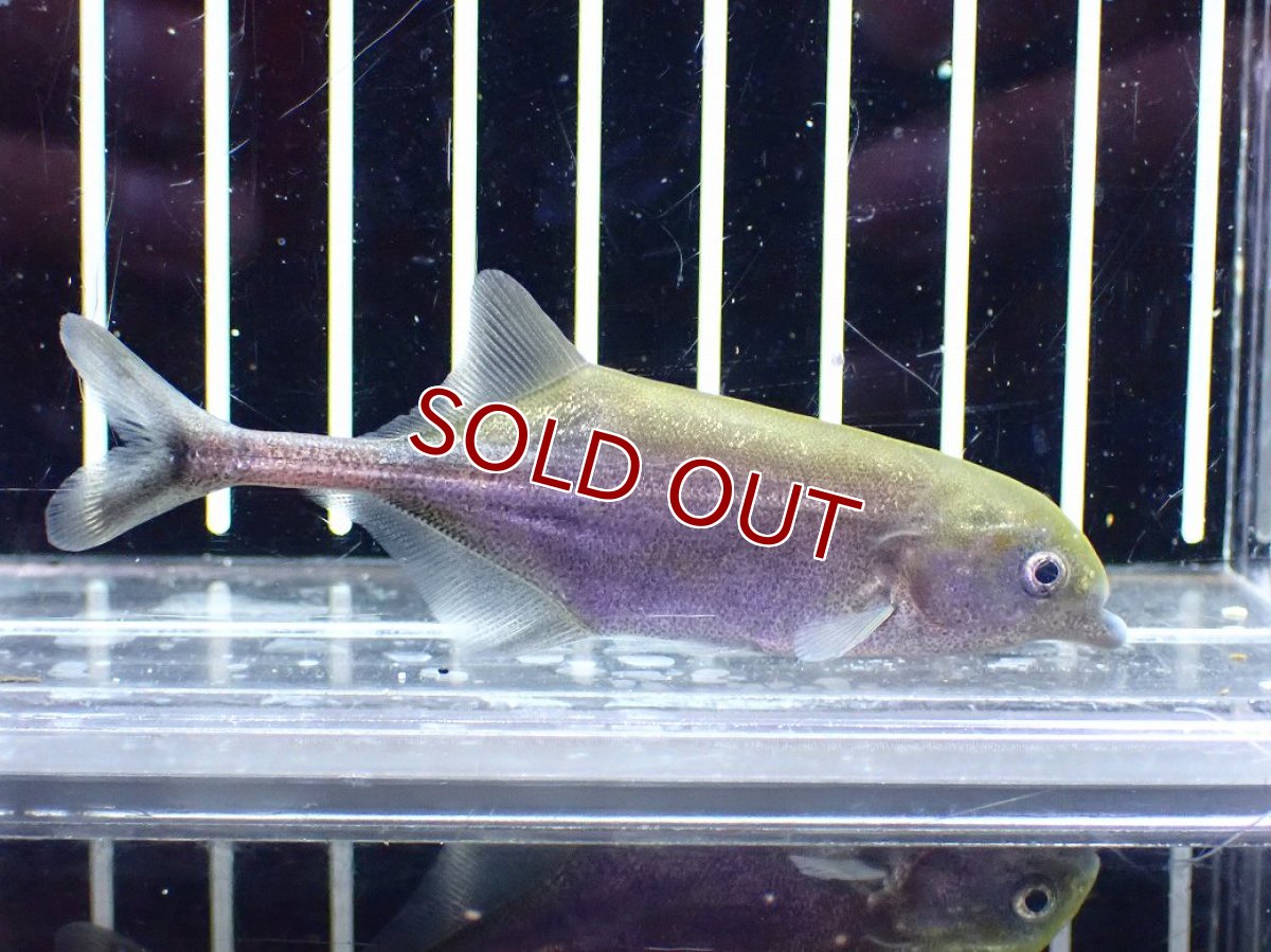 画像1: 【10%OFF対象商品30周年セール】【淡水魚】【通販】マルクセニウス モンティリ コンゴ産 ワイルド【1匹 サンプル画像】(±7cm)(大型魚)(生体)(熱帯魚)NKO (1)