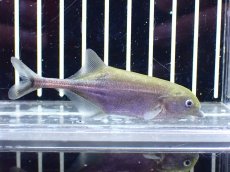 画像1: 【淡水魚】【通販】マルクセニウス モンティリ コンゴ産 ワイルド【1匹 サンプル画像】(±7cm)(大型魚)(生体)(熱帯魚)NKO (1)