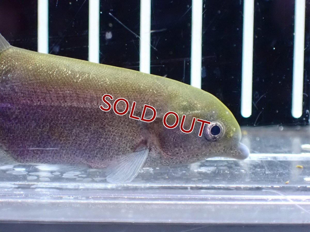 画像2: 【10%OFF対象商品30周年セール】【淡水魚】【通販】マルクセニウス モンティリ コンゴ産 ワイルド【1匹 サンプル画像】(±7cm)(大型魚)(生体)(熱帯魚)NKO (2)