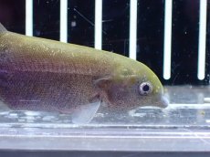 画像2: 【淡水魚】【通販】マルクセニウス モンティリ コンゴ産 ワイルド【1匹 サンプル画像】(±7cm)(大型魚)(生体)(熱帯魚)NKO (2)