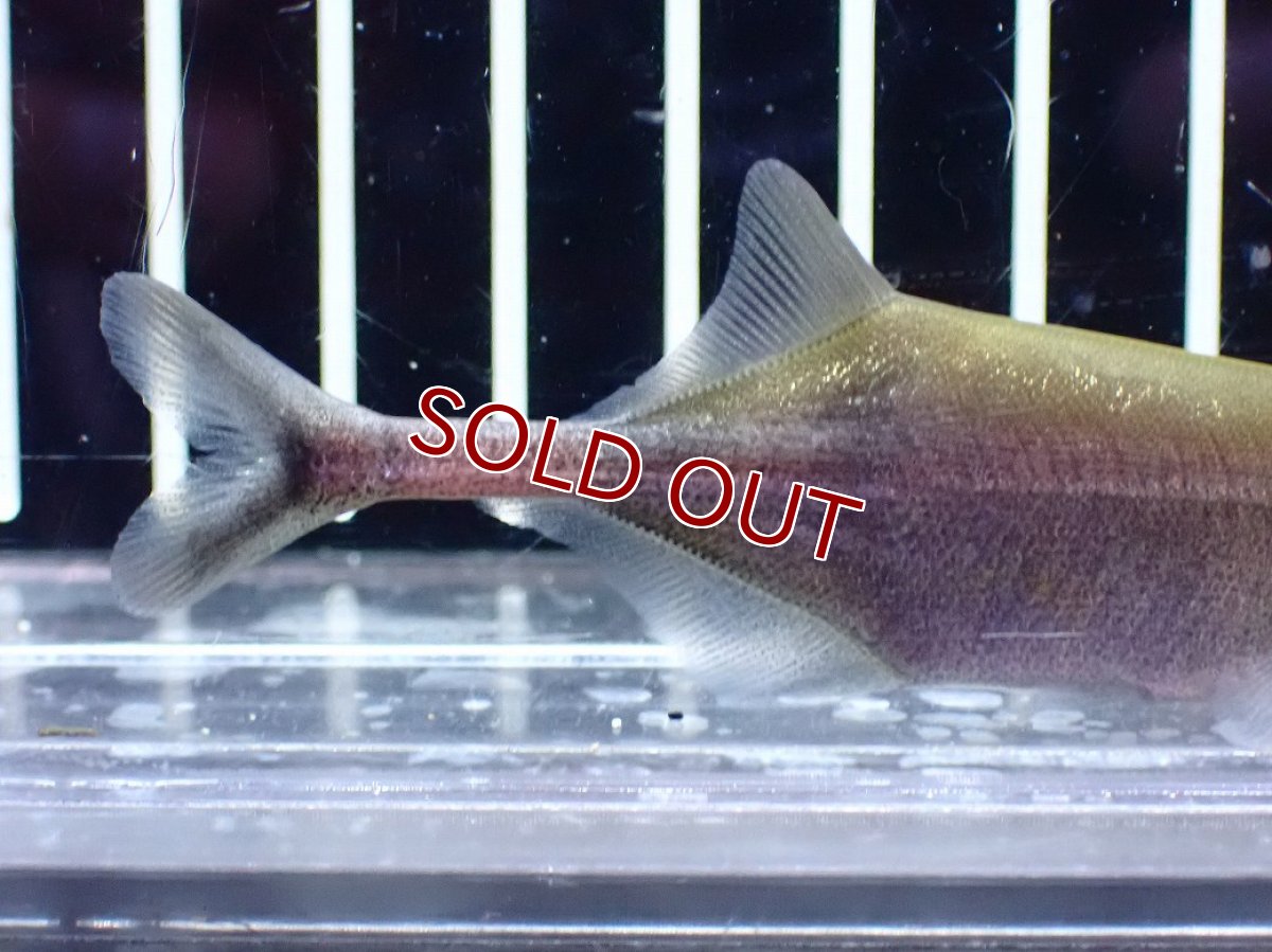 画像3: 【10%OFF対象商品30周年セール】【淡水魚】【通販】マルクセニウス モンティリ コンゴ産 ワイルド【1匹 サンプル画像】(±7cm)(大型魚)(生体)(熱帯魚)NKO (3)