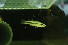 画像1: 【淡水魚】【通販】特価 クレニキクラ ゼブリナ コロンビア産 ワイルド【1匹 サンプル画像】(±6cm)(大型魚)(生体)(熱帯魚)NKO (1)