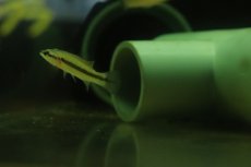 画像2: 【淡水魚】【通販】特価 クレニキクラ ゼブリナ コロンビア産 ワイルド【1匹 サンプル画像】(±6cm)(大型魚)(生体)(熱帯魚)NKO (2)