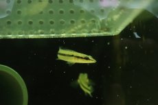 画像3: 【淡水魚】【通販】特価 クレニキクラ ゼブリナ コロンビア産 ワイルド【1匹 サンプル画像】(±6cm)(大型魚)(生体)(熱帯魚)NKO (3)