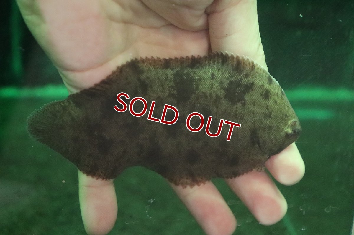 画像1: 【淡水魚】【通販】大きい 特価 ベトナム淡水カレイ ワイルド【1匹 サンプル画像】(±13-15cm)(生体)(熱帯魚)NK (1)