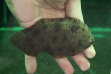 画像1: 【淡水魚】【通販】大きい 特価 ベトナム淡水カレイ ワイルド【1匹 サンプル画像】(±13-15cm)(生体)(熱帯魚)NK (1)