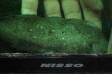 画像2: 【淡水魚】【通販】大きい 特価 ベトナム淡水カレイ ワイルド【1匹 サンプル画像】(±13-15cm)(生体)(熱帯魚)NK (2)