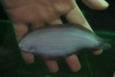 画像3: 【淡水魚】【通販】大きい 特価 ベトナム淡水カレイ ワイルド【1匹 サンプル画像】(±13-15cm)(生体)(熱帯魚)NK (3)