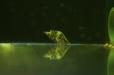 画像1: 【淡水魚】【通販】特価 南米リーフフィッシュ ワイルド【1匹 サンプル画像】(大型魚)(生体)(熱帯魚)NKO (1)