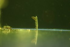 画像2: 【淡水魚】【通販】特価 南米リーフフィッシュ ワイルド【1匹 サンプル画像】(大型魚)(生体)(熱帯魚)NKO (2)