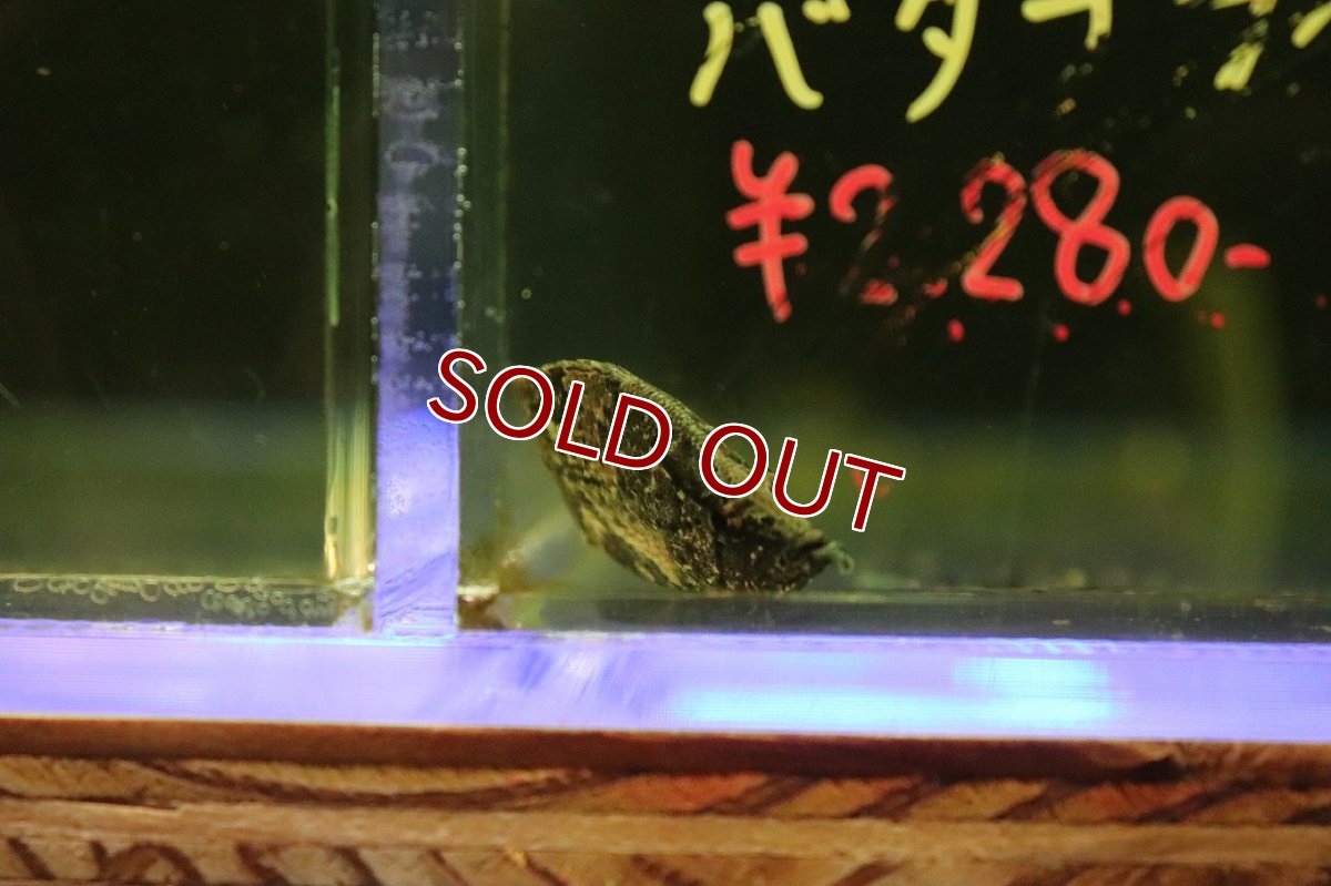 画像3: 【淡水魚】【通販】特価 南米リーフフィッシュ ワイルド【1匹 サンプル画像】(大型魚)(生体)(熱帯魚)NKO (3)
