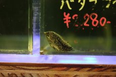 画像3: 【淡水魚】【通販】特価 南米リーフフィッシュ ワイルド【1匹 サンプル画像】(大型魚)(生体)(熱帯魚)NKO (3)