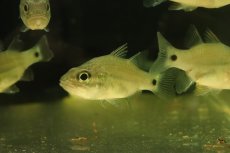 画像1: 【淡水魚】【通販】珍種 純淡水管理 カガミテンジクダイ インドネシア産ワイルド【1匹 サンプル画像】(±7-8cm)大型魚(生体)(熱帯魚)NKO (1)