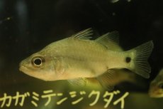 画像2: 【淡水魚】【通販】珍種 純淡水管理 カガミテンジクダイ インドネシア産ワイルド【1匹 サンプル画像】(±7-8cm)大型魚(生体)(熱帯魚)NKO (2)