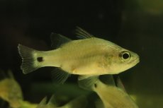 画像3: 【淡水魚】【通販】珍種 純淡水管理 カガミテンジクダイ インドネシア産ワイルド【1匹 サンプル画像】(±7-8cm)大型魚(生体)(熱帯魚)NKO (3)