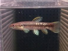 画像1: 【淡水魚】【通販】爆安 オレンジキリーホーリー【1匹 サンプル画像】(大型魚)(生体)(熱帯魚)NKO (1)