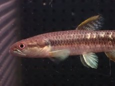 画像2: 【淡水魚】【通販】爆安 オレンジキリーホーリー【1匹 サンプル画像】(大型魚)(生体)(熱帯魚)NKO (2)