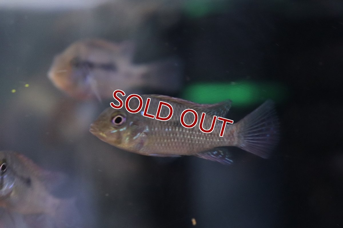 画像1: 【ボーナスセール1000円均一対象個体】【淡水魚】【通販】爆安 ゲオファーガス ブラジリエンシス【3匹 サンプル画像】(±5cm)(大型魚)(生体)(熱帯魚)NKＯ (1)