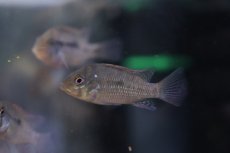 画像1: 【淡水魚】【通販】爆安 ゲオファーガス ブラジリエンシス【1匹 サンプル画像】(±5cm)(大型魚)(生体)(熱帯魚)NKＯ (1)